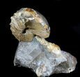 Hoploscaphites Brevis Ammonite With Gastropods #77847-1